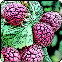 Cascadian Wild Raspberry White Balsamic - $19.95 - 375ml image