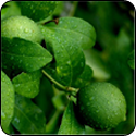 Persian Lime Infused Oil - $19.95 - 375ml image