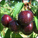 Black Cherry Balsamic Vinegar - $19.95 - 375ml image