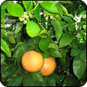 Grapefruit White Balsamic Vinegar - $19.95 - 375ml image