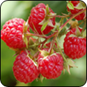 Raspberry Balsamic Vinegar - $13.50 - 200ml image