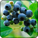 Wild Blueberry Balsamic Vinegar - $19.95 - 375ml image