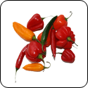 Harissa Infused Oil - $19.95 - 375ml image