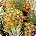 Golden Pineapple White Balsamic Vinegar - $19.95 - 375ml image