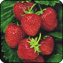 Strawberry Balsamic Vinegar - $19.95 - 375ml image