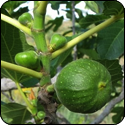 Black Mission Fig Balsamic Vinegar - $19.95 - 375ml image