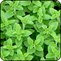 Oregano White Balsamic Vinegar - $19.95 - 375ml image