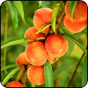 Ripe Peach White Balsamic Vinegar - $19.95 - 375ml image