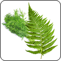 Wild Fernleaf Dill Olive Oil - $19.95 - 375ml image