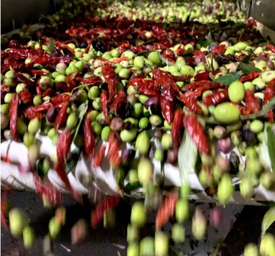 Red Chili Pepper Cold Fused Olive Oil