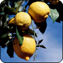 Lemon Fused Oil - $19.95 - 375ml image