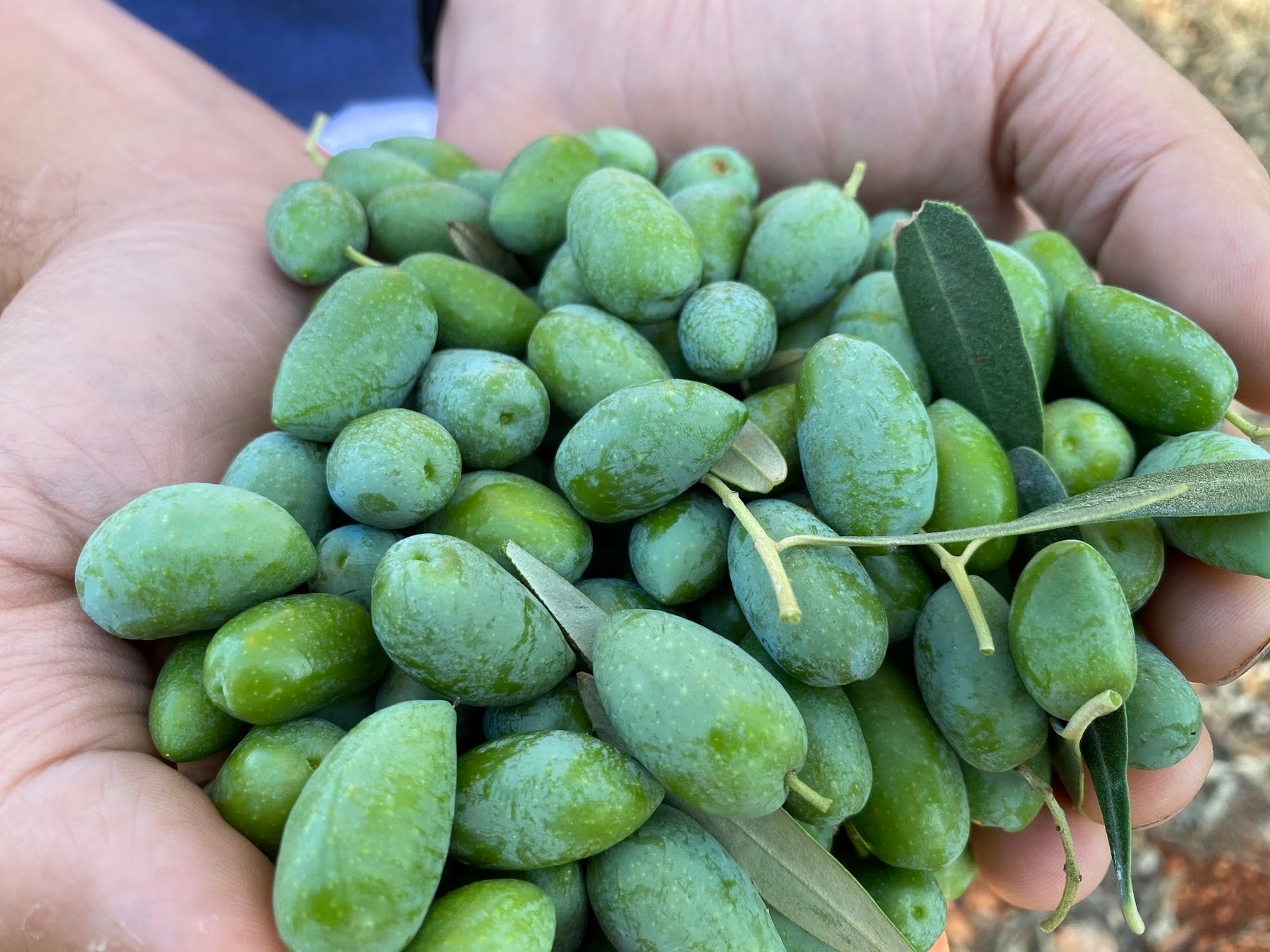 High Polyphenol Extra Virgin Olive Oil