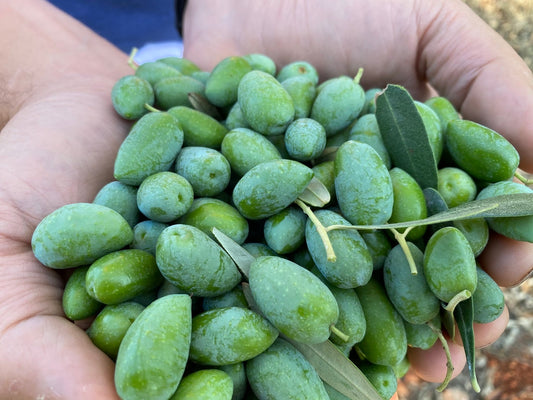High Polyphenol Extra Virgin Olive Oil